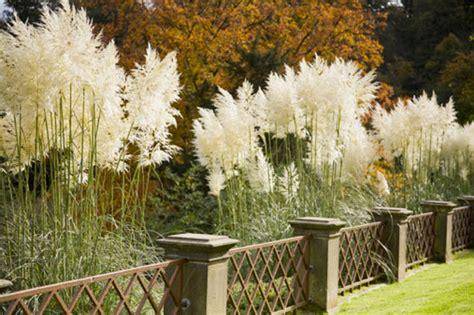 pampas grass