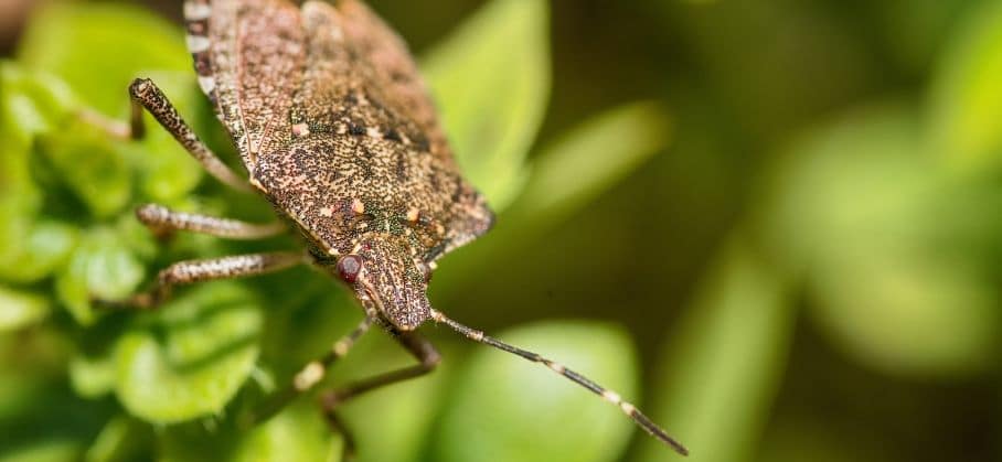 how to get rid of stink bugs