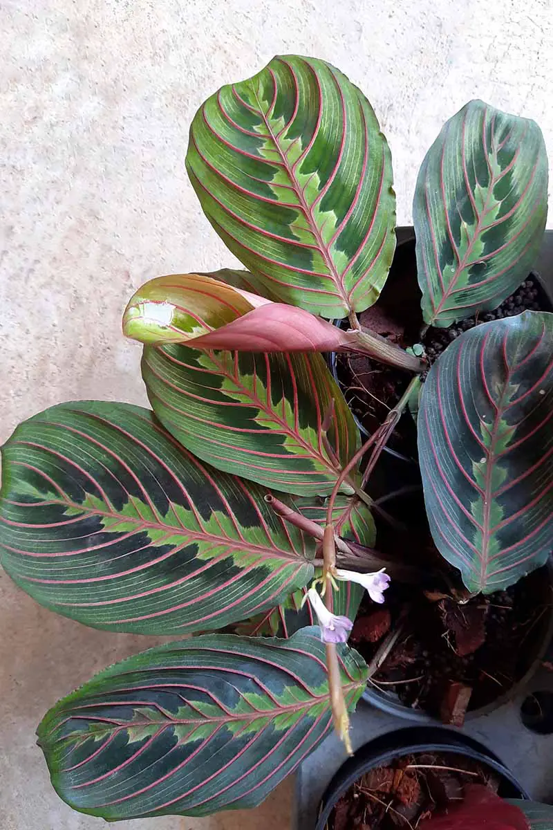 Prayer Plant