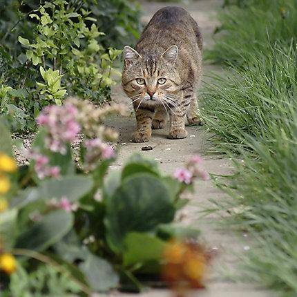 how to catch a feral kitten