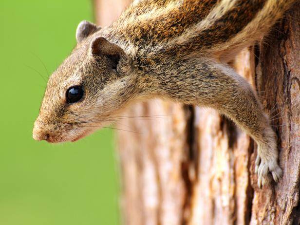 how to get rid of chipmunks