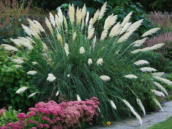 Pampas Grass