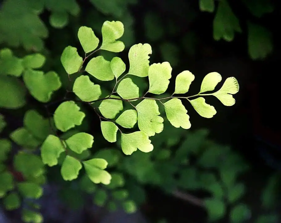 maidenhair fern