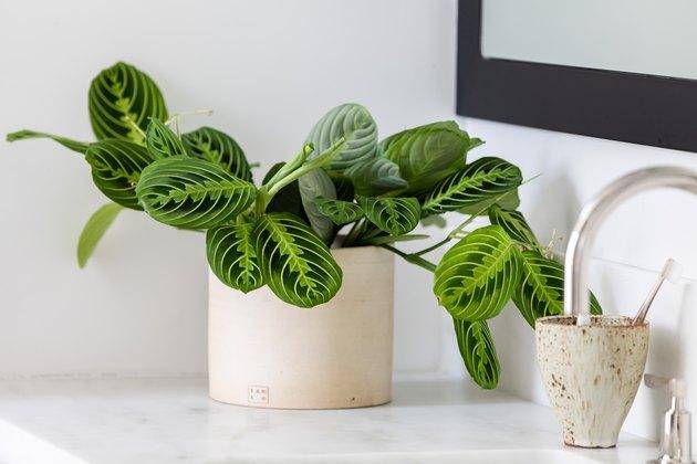 Prayer Plant