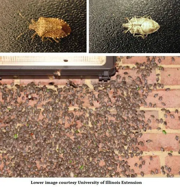 how to get rid of stink bugs