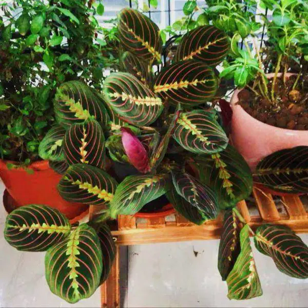 Prayer Plant