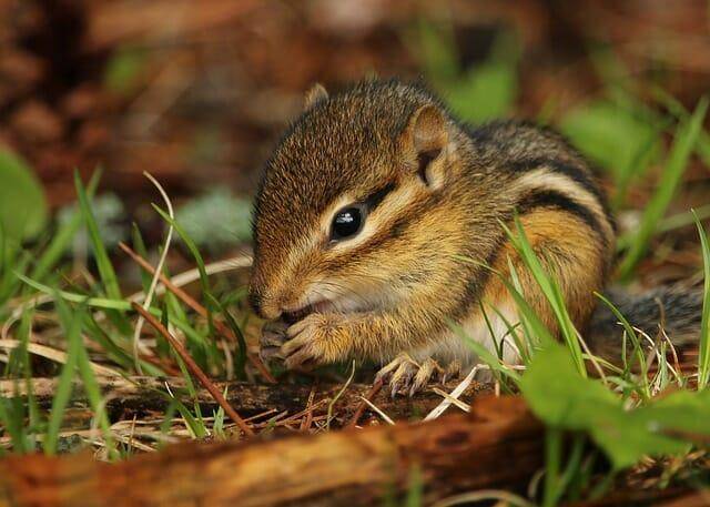 how to get rid of chipmunks