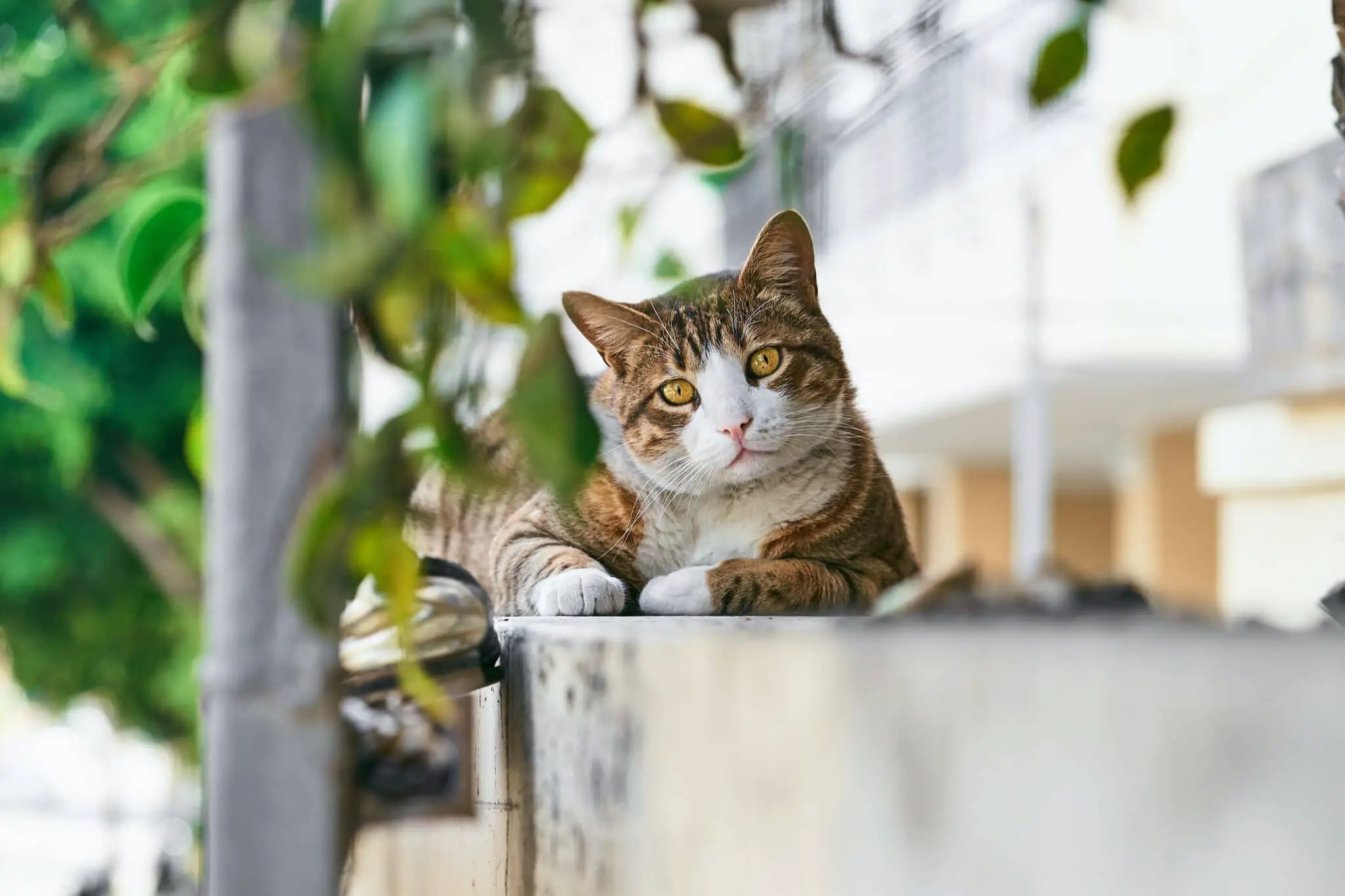 How To Catch A Feral Kitten- 10 Best Practices To Follow