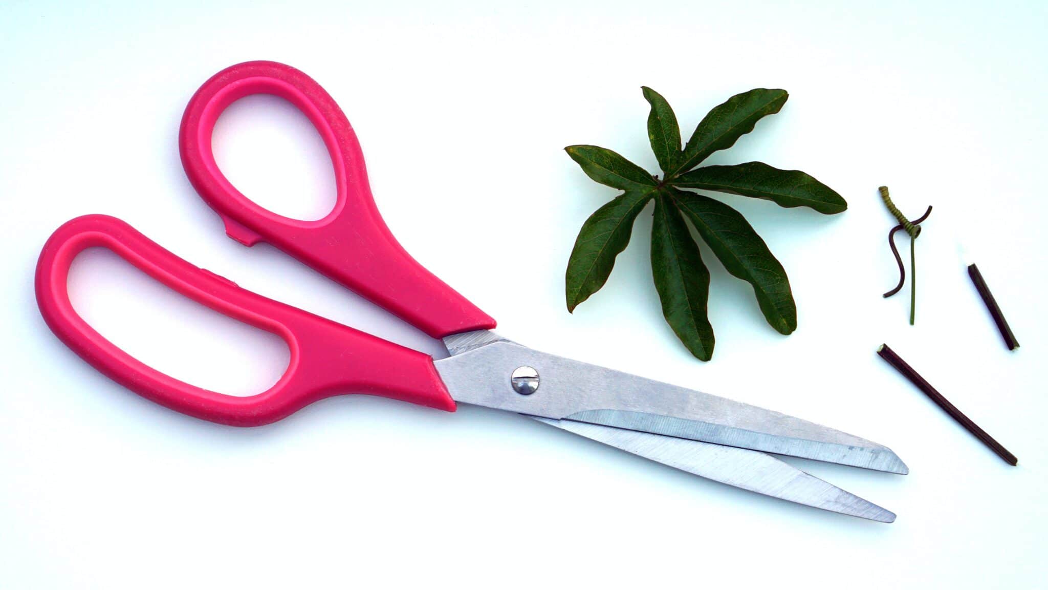 How To Sharpen Scissors- 5 Effective Ways