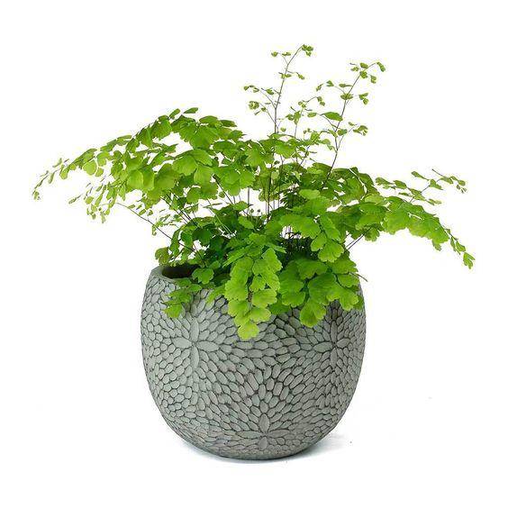 maidenhair fern