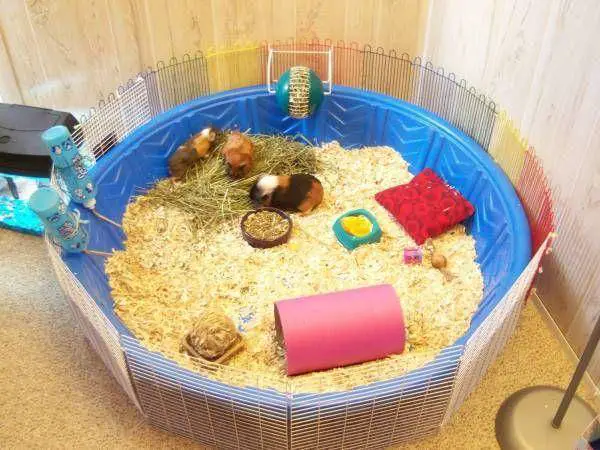 DIY guinea pig cages