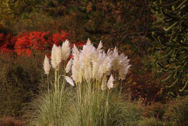 Pampas Grass