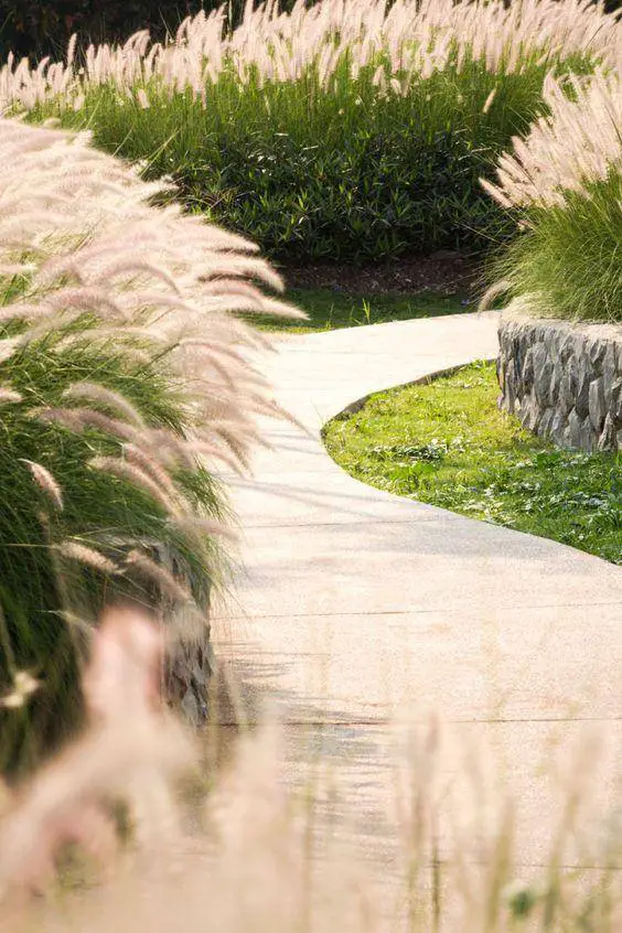 pampas grass