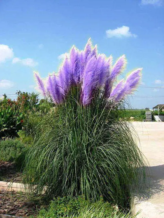 Pampas Grass