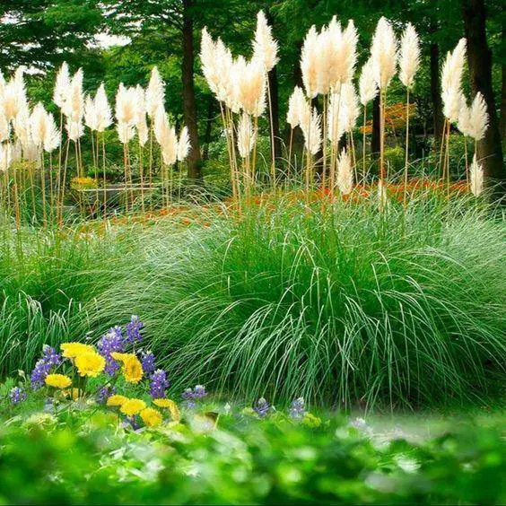 Pampas Grass