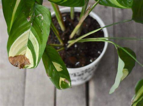 Prayer Plant