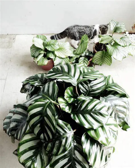 Prayer Plant