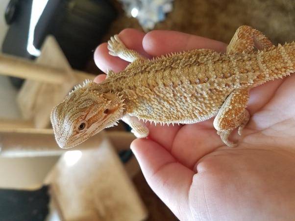 what to feed a baby bearded dragon