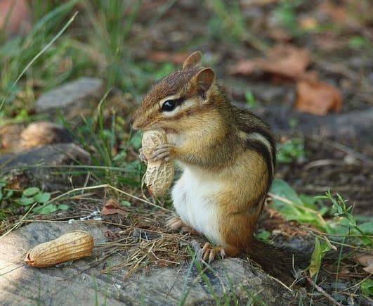 how to get rid of chipmunks