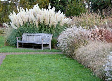 pampas grass