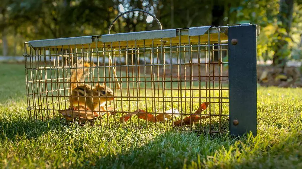 how to get rid of chipmunks