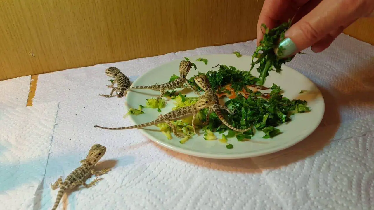 what to feed a baby bearded dragon