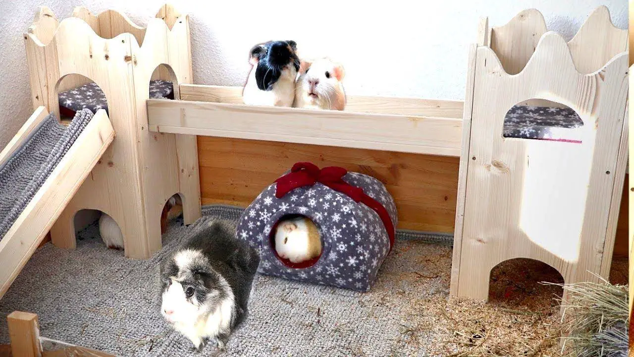 DIY guinea pig cages