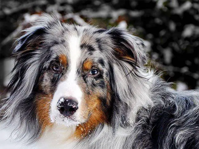 longest-living dog breeds