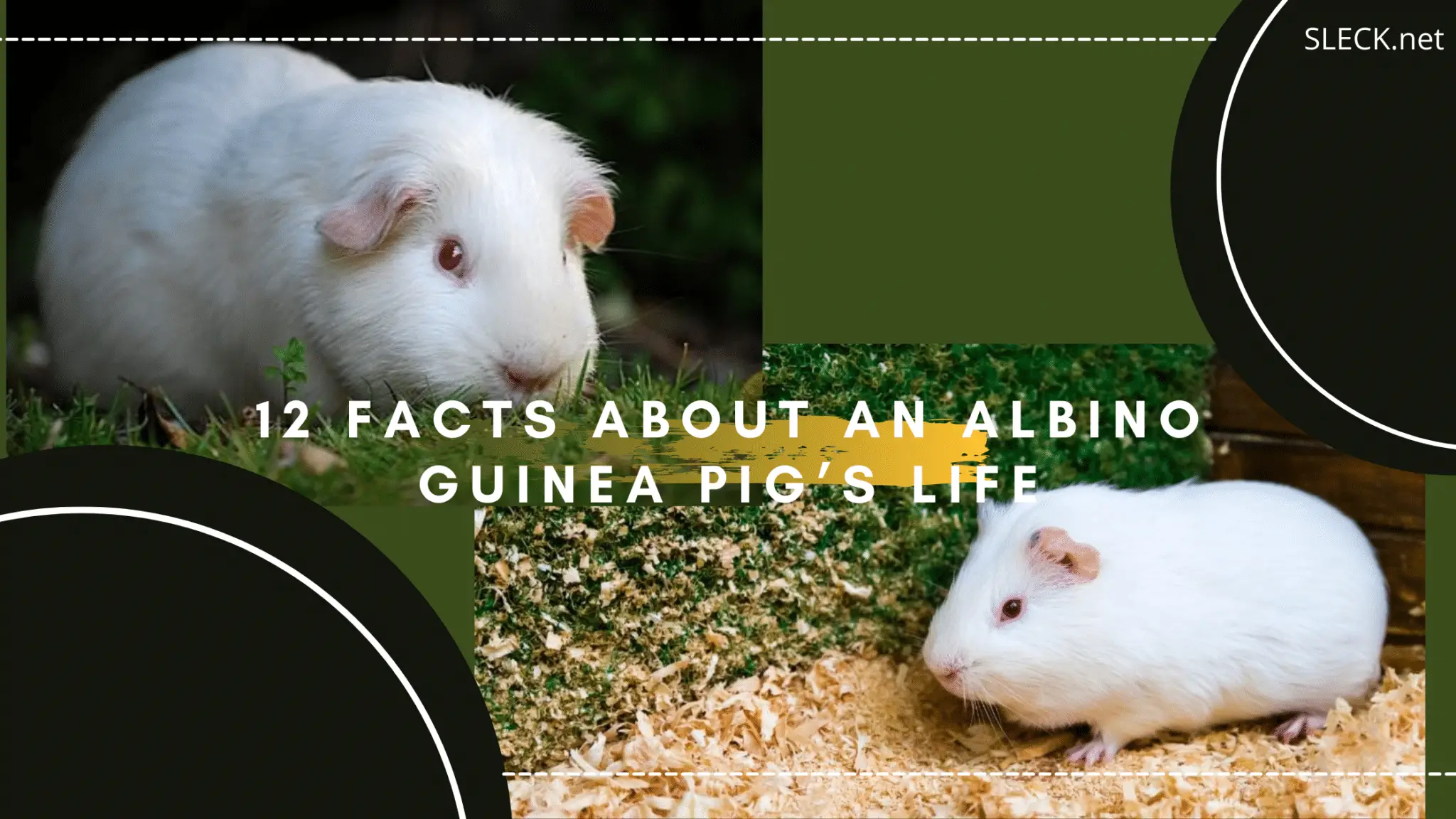 Albino Guinea Pig:12 All-inclusive Facts