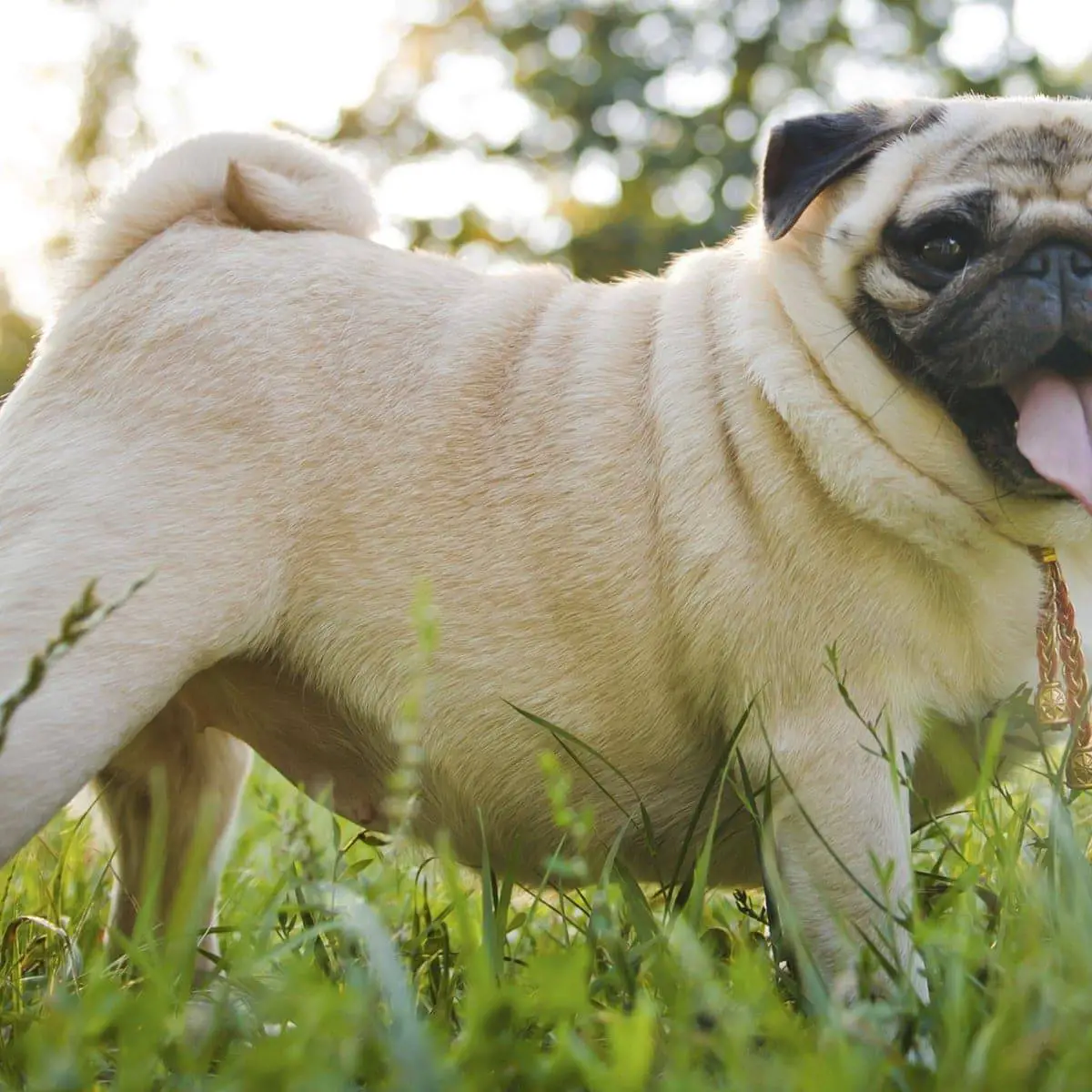 longest-living dog breeds