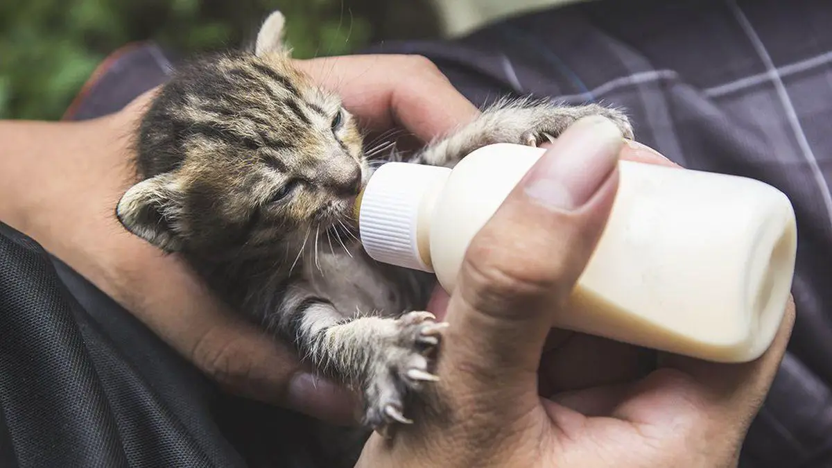 How to Feed a Newborn Kitten? [8 Step Guidance]