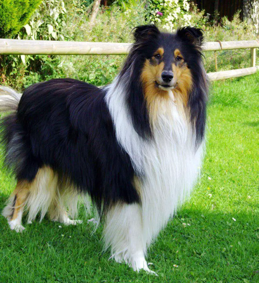 longest-living dog breeds