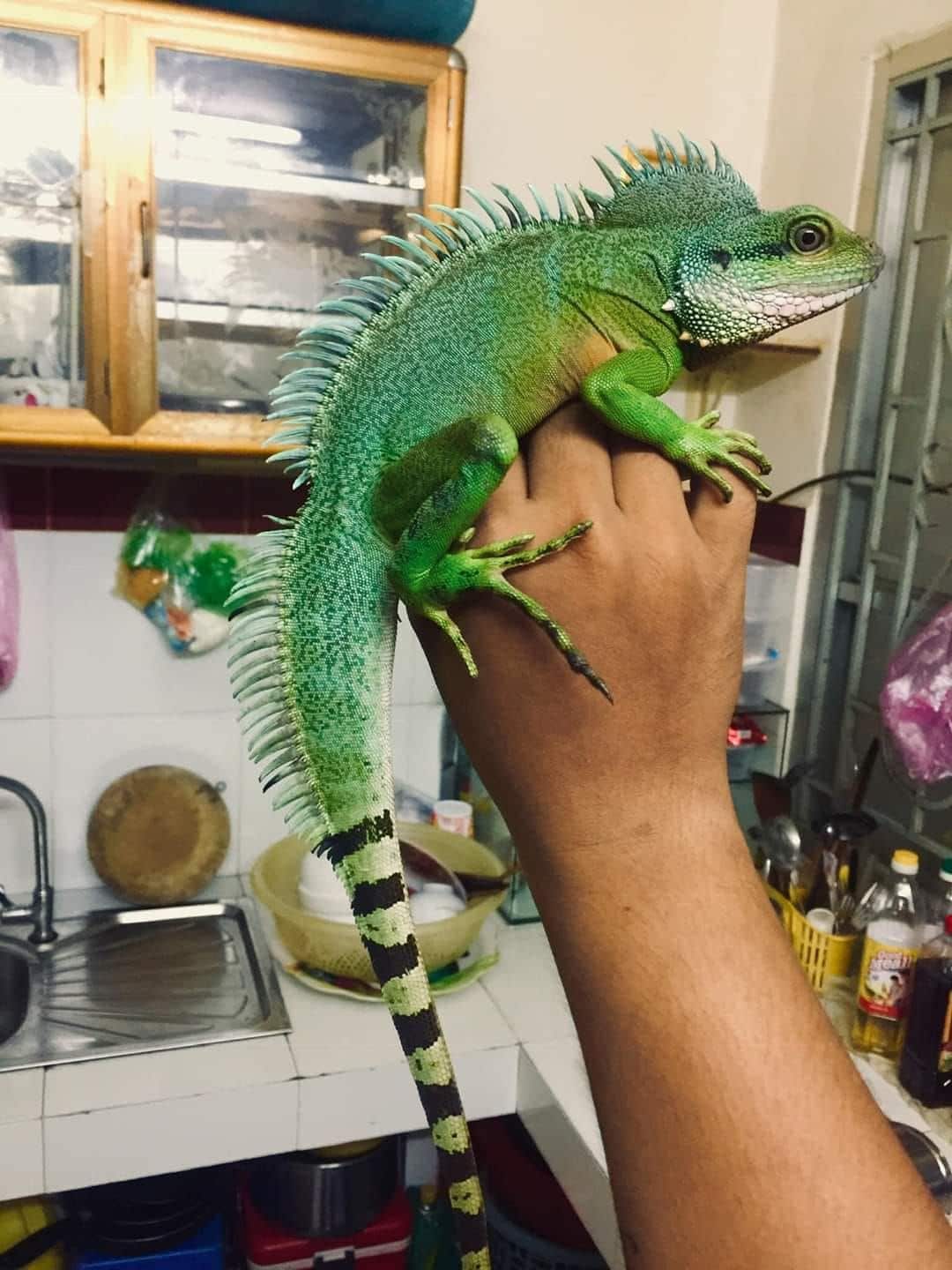 Chinese Water Dragon 