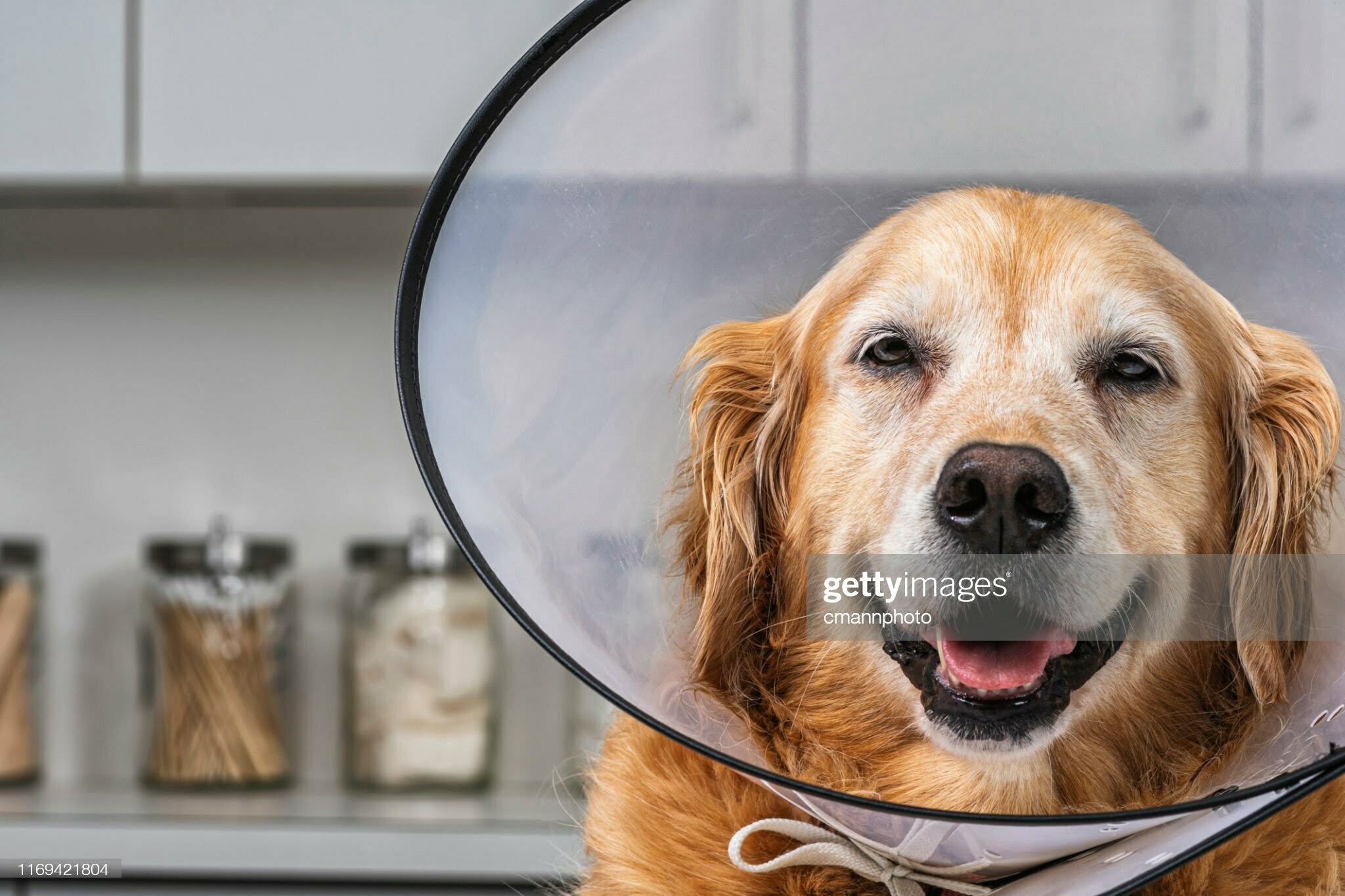 A 9 year old Golden Retriever wearing a plastic “Cone of Shame”, aka E-Collar, looking at the camera as she is lying down on a white examination table of a veterinary hospital. The Elizabethan collar, more commonly know as an E-collar or the “Cone of shame” is used to prevent dogs and cats as well as other animals from licking a wound or surgical incision, giving it time to heal.