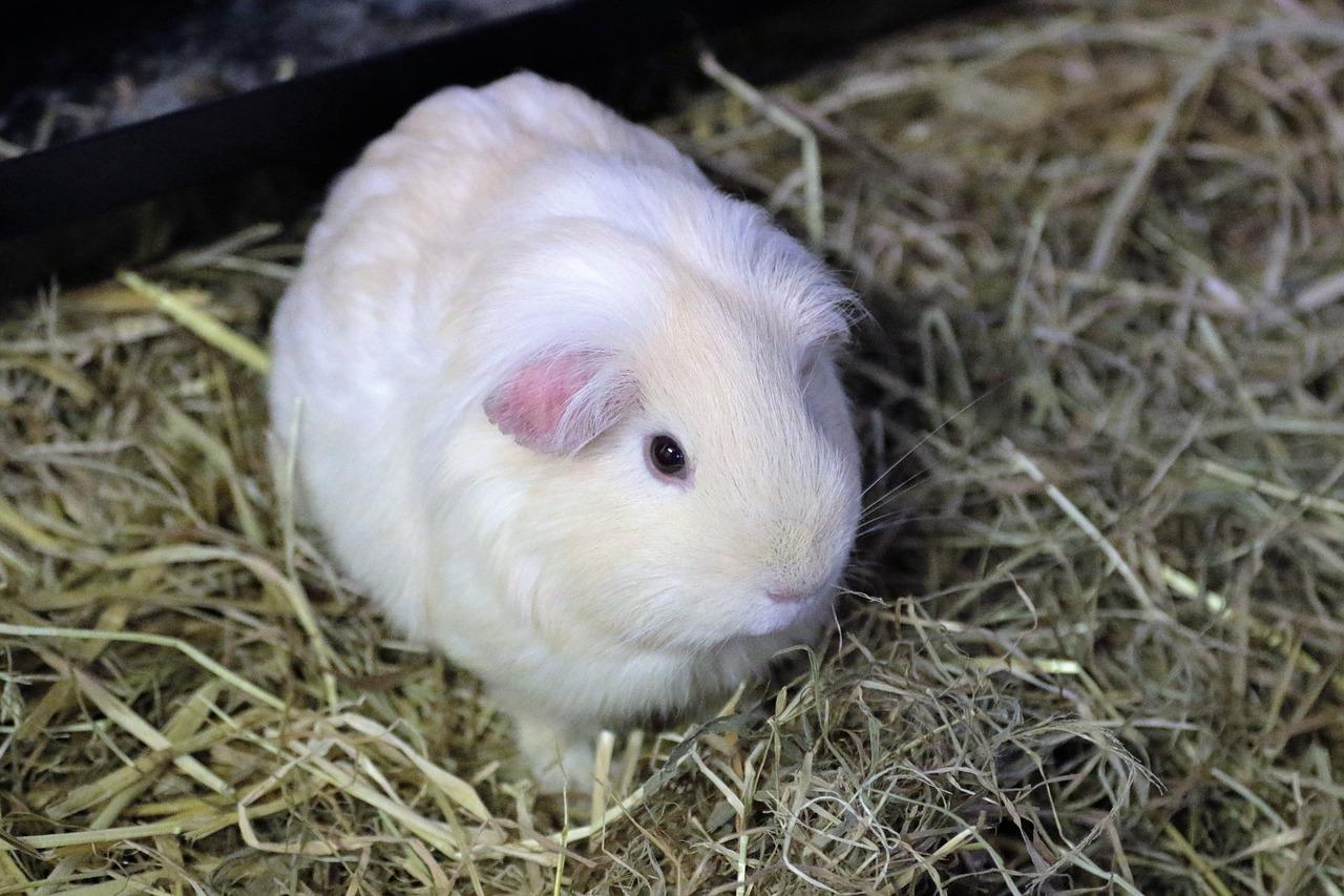 Albino Guinea Pig