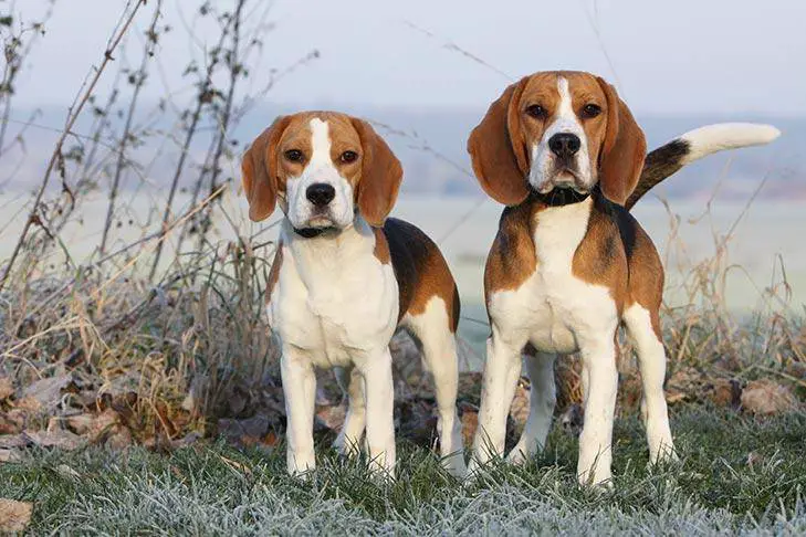 longest-living dog breeds