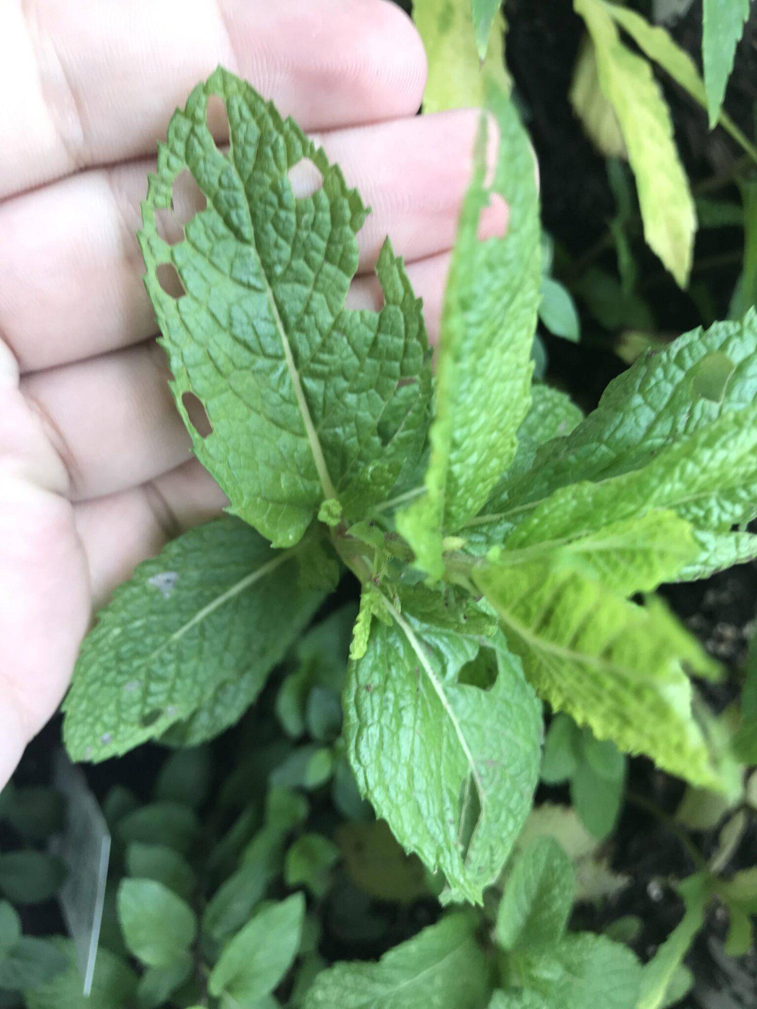 how to grow mint