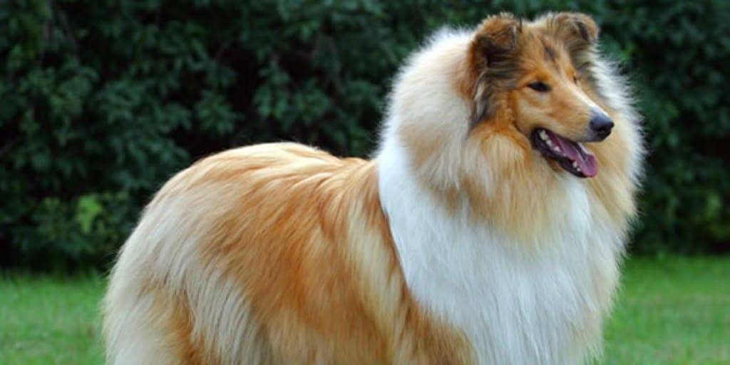 most loyal dog breeds