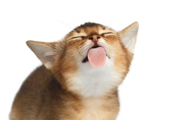 brown-kitten-with-his-tongue-out-licking-1589594