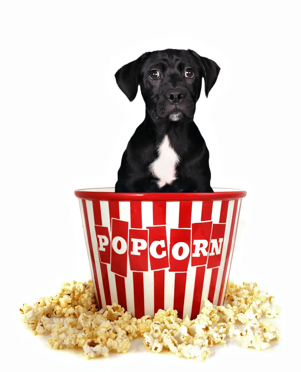 Can Dogs Eat Popcorn? | Benefits, Side Effects And More