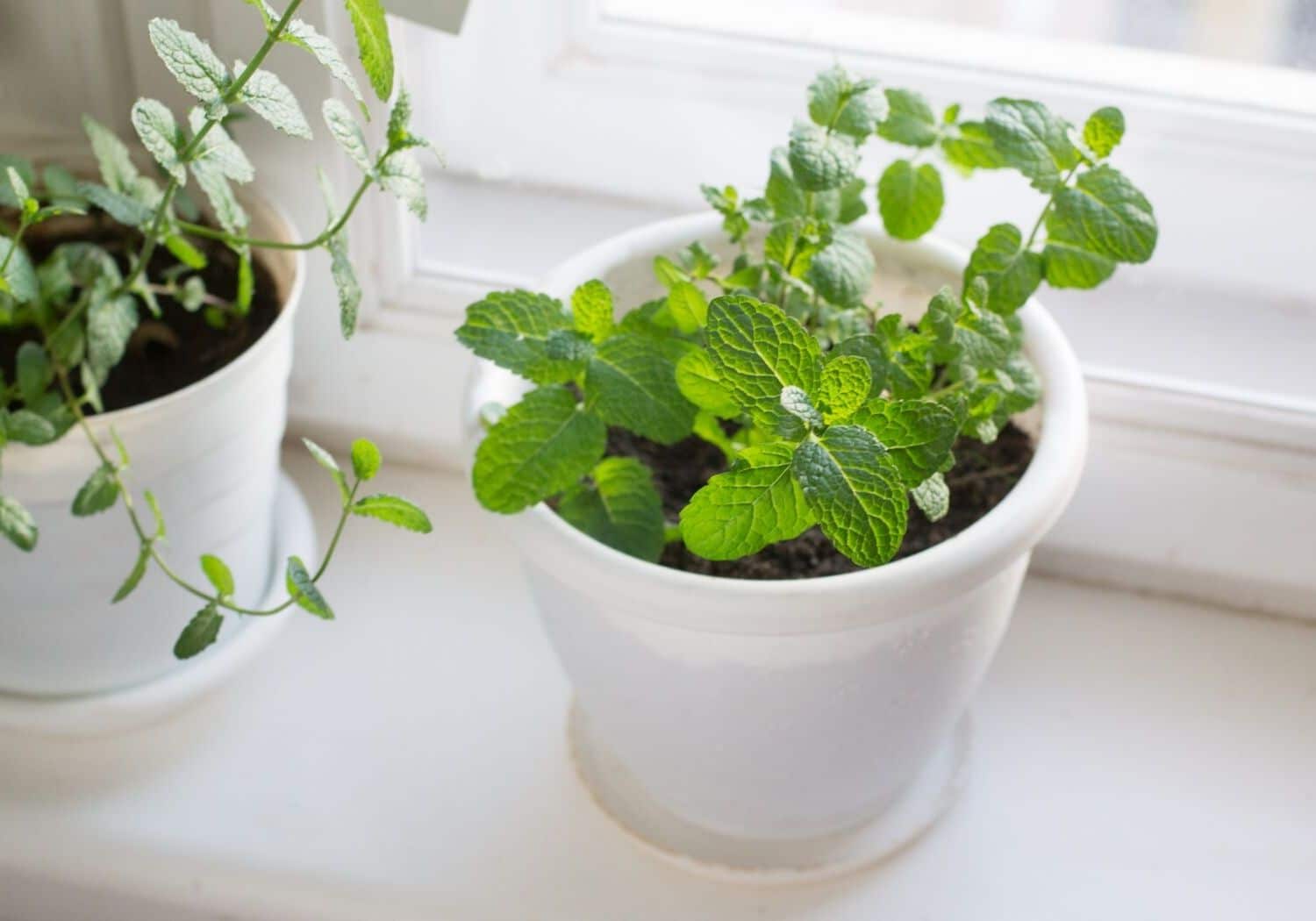 how to grow mint