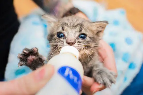 How to feed a newborn kitten 