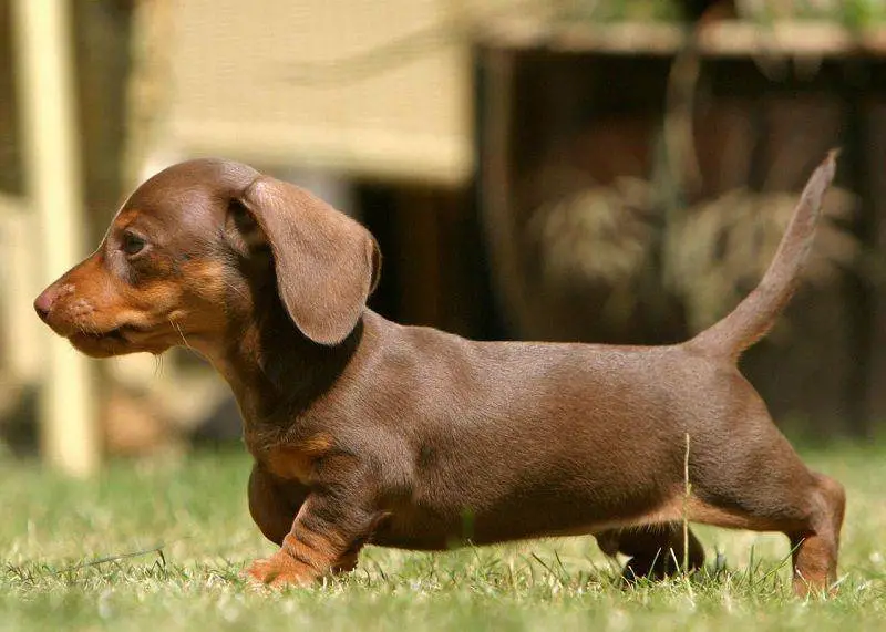 longest-living dog breeds