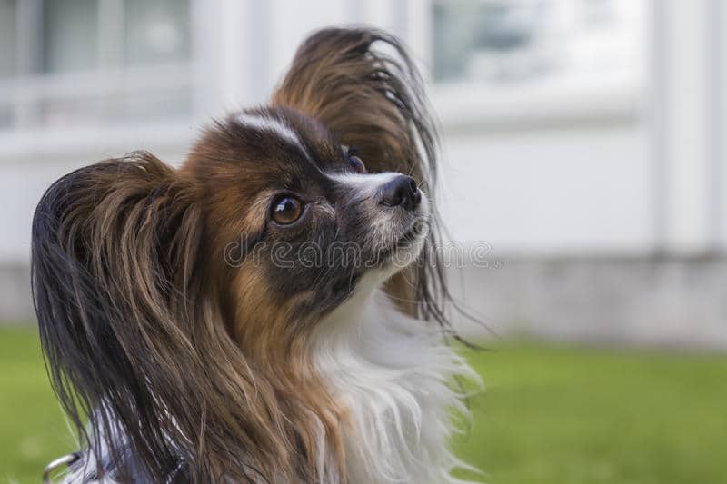 longest-living dog breeds