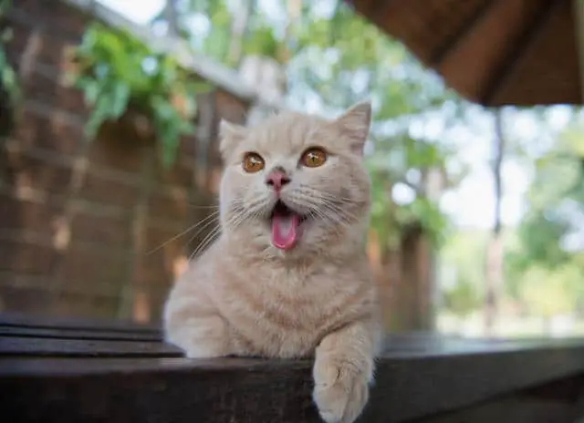 Why is Your Cat Drooling? [6 Proven Reasons]