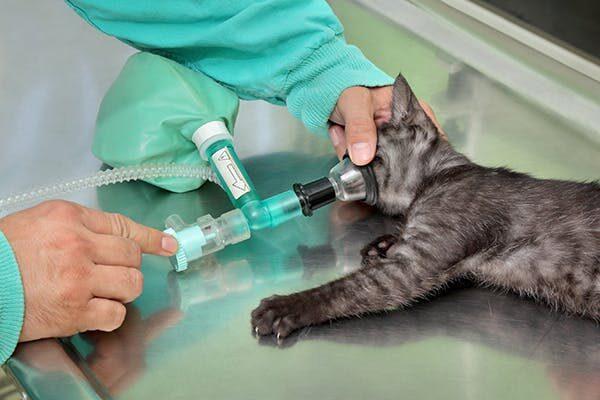 feline-respiratory-disease-complex-1005578