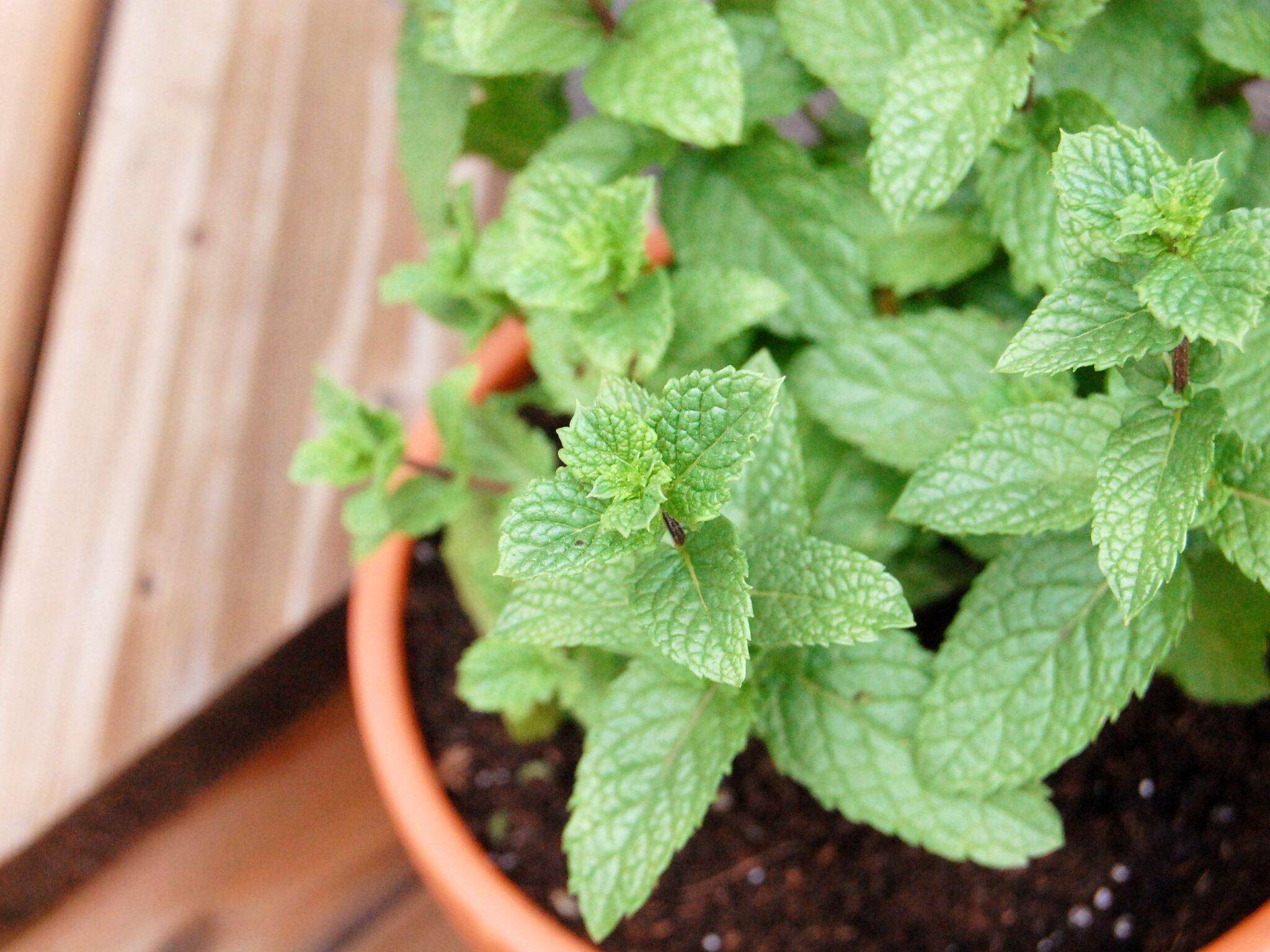 how to grow mint