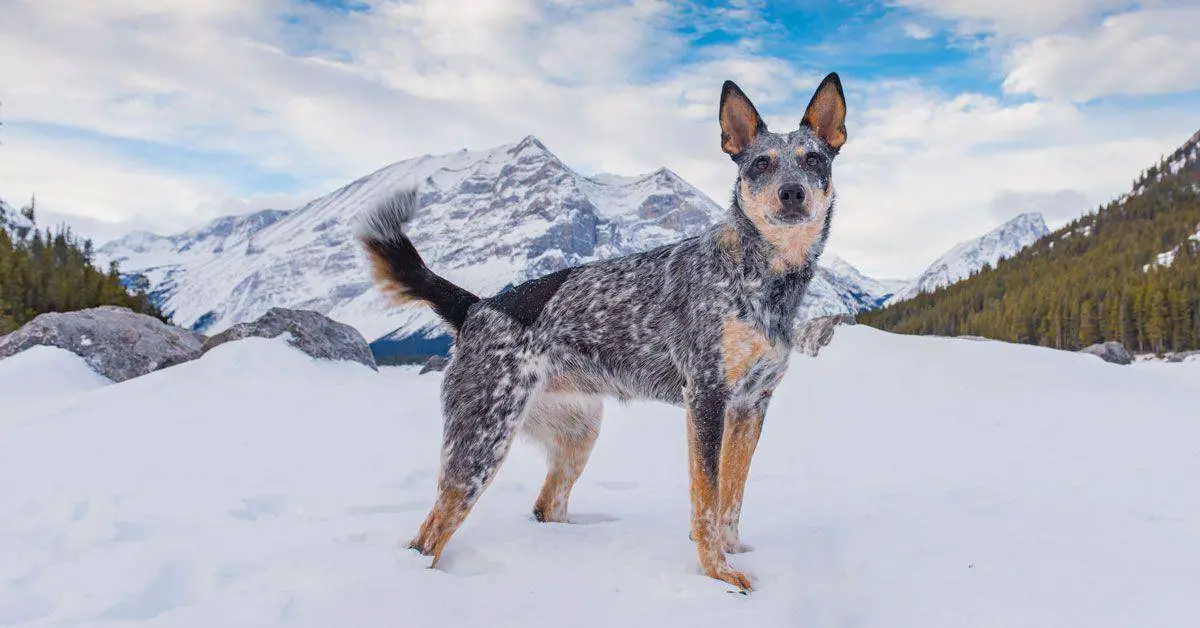 longest-living dog breeds