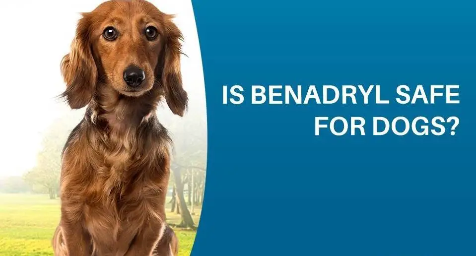 Is It Safe To Use Benadryl For Dogs? 10 Queries Answered