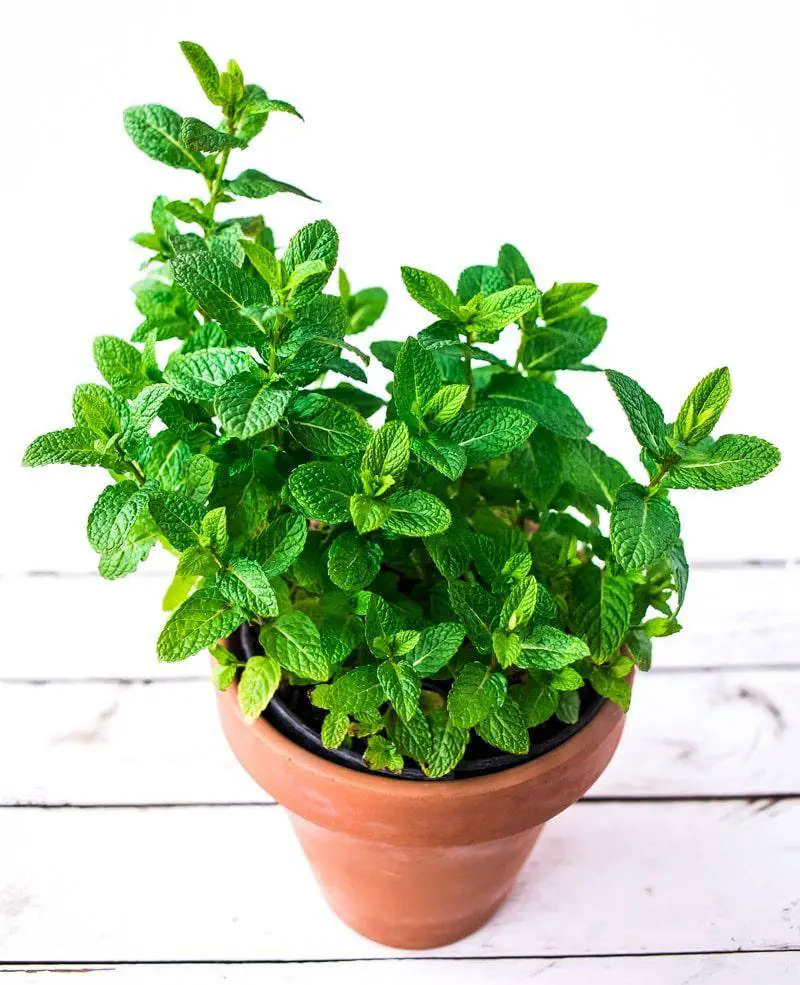 how to grow mint